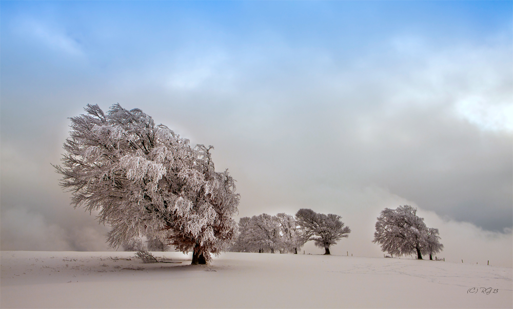 wintertraum