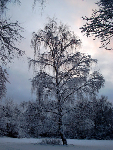 Wintertraum