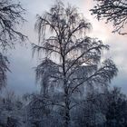 Wintertraum