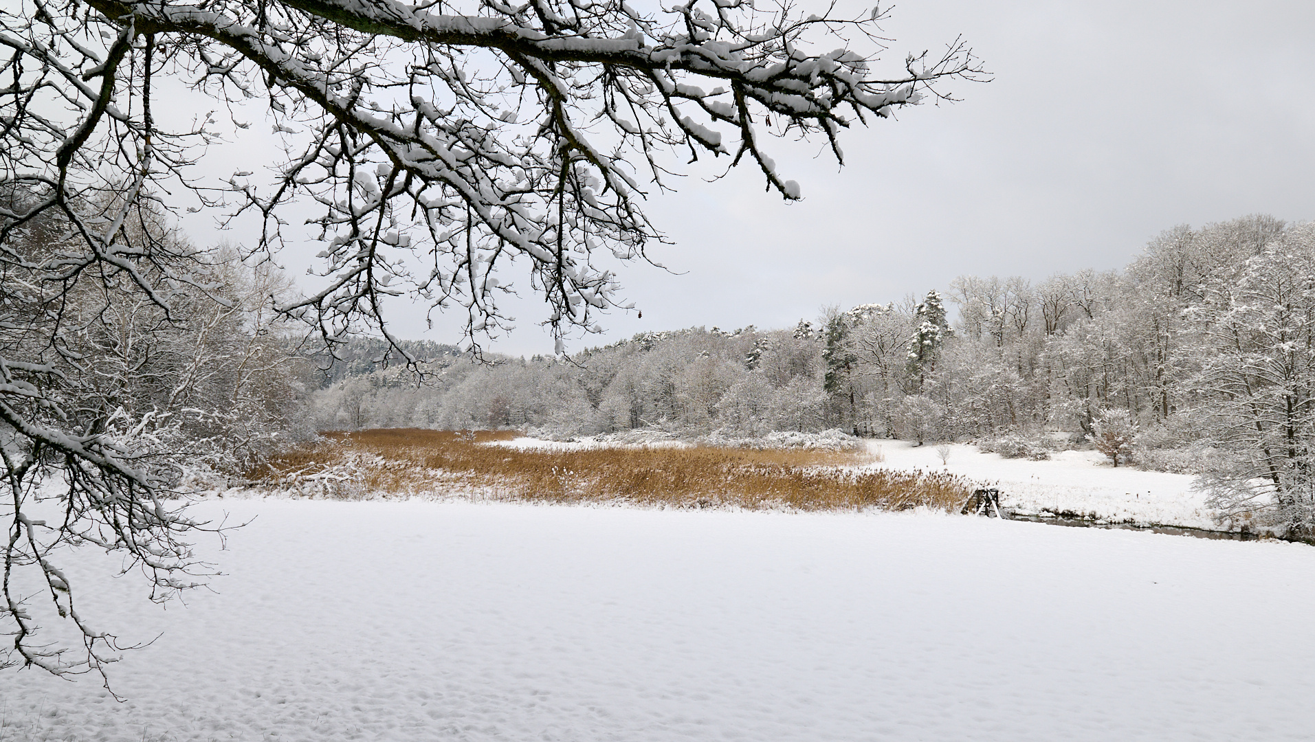 Wintertraum am 21.01.2023 im Eselsbachtal, rechts fließt der Eselsbach, der braune Schilf,...