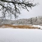 Wintertraum am 21.01.2023 im Eselsbachtal, rechts fließt der Eselsbach, der braune Schilf,...