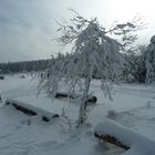 Wintertraum am Schneekopf