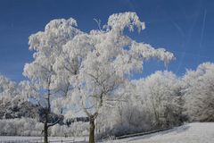 Wintertraum-Baum