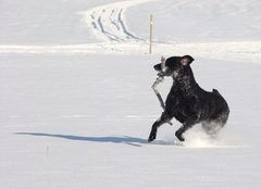 Wintertraum für Hund I