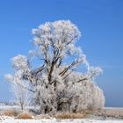 Wintertraum Halbinsel Gnitz ( Lutow)