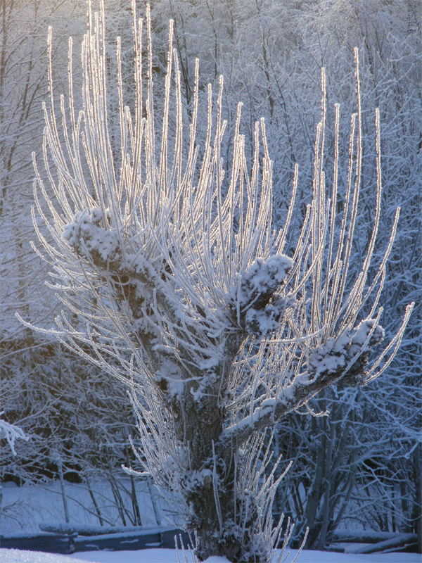 Wintertraum im Licht