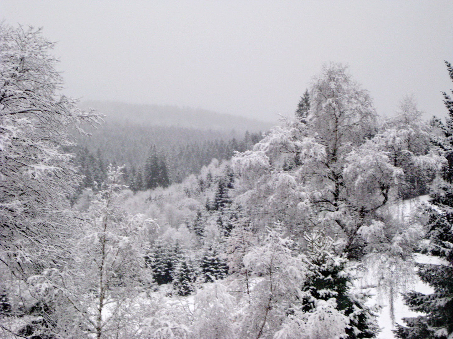 Wintertraum im Schwarzwald 2010