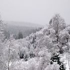 Wintertraum im Schwarzwald 2010