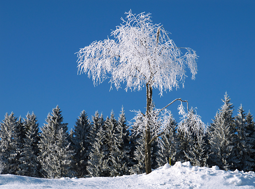 Wintertraum im Schwarzwald