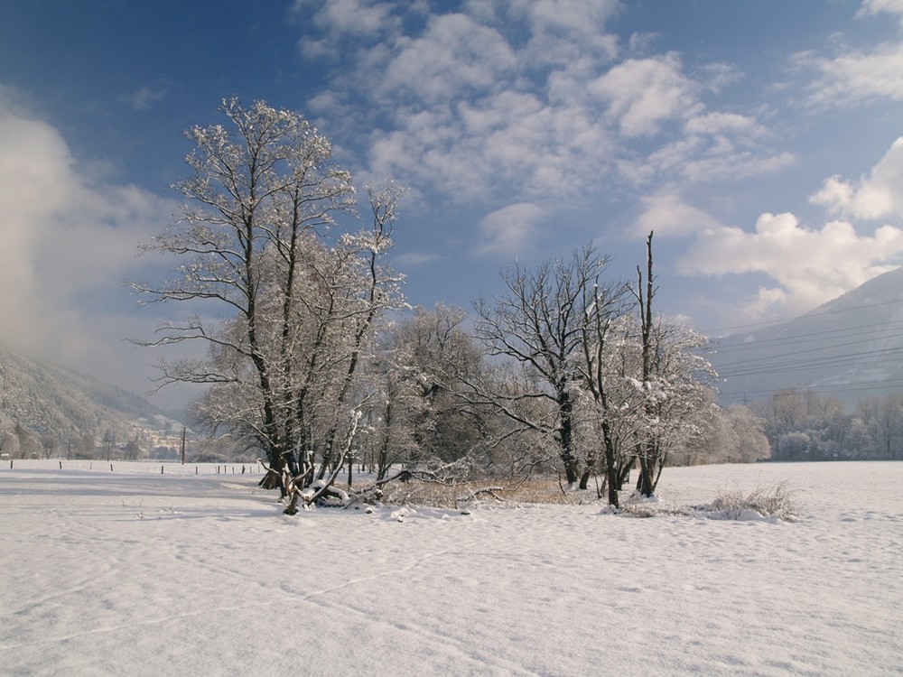 Wintertraum in der Au