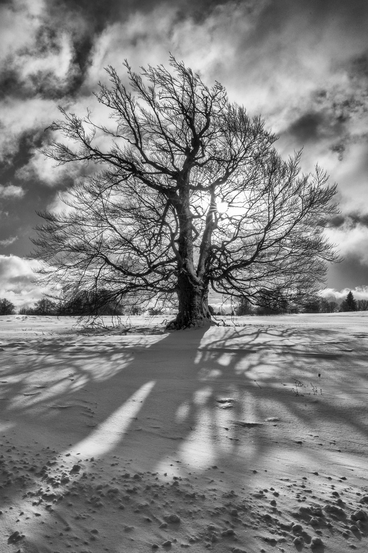 Wintertraum in der Rhön