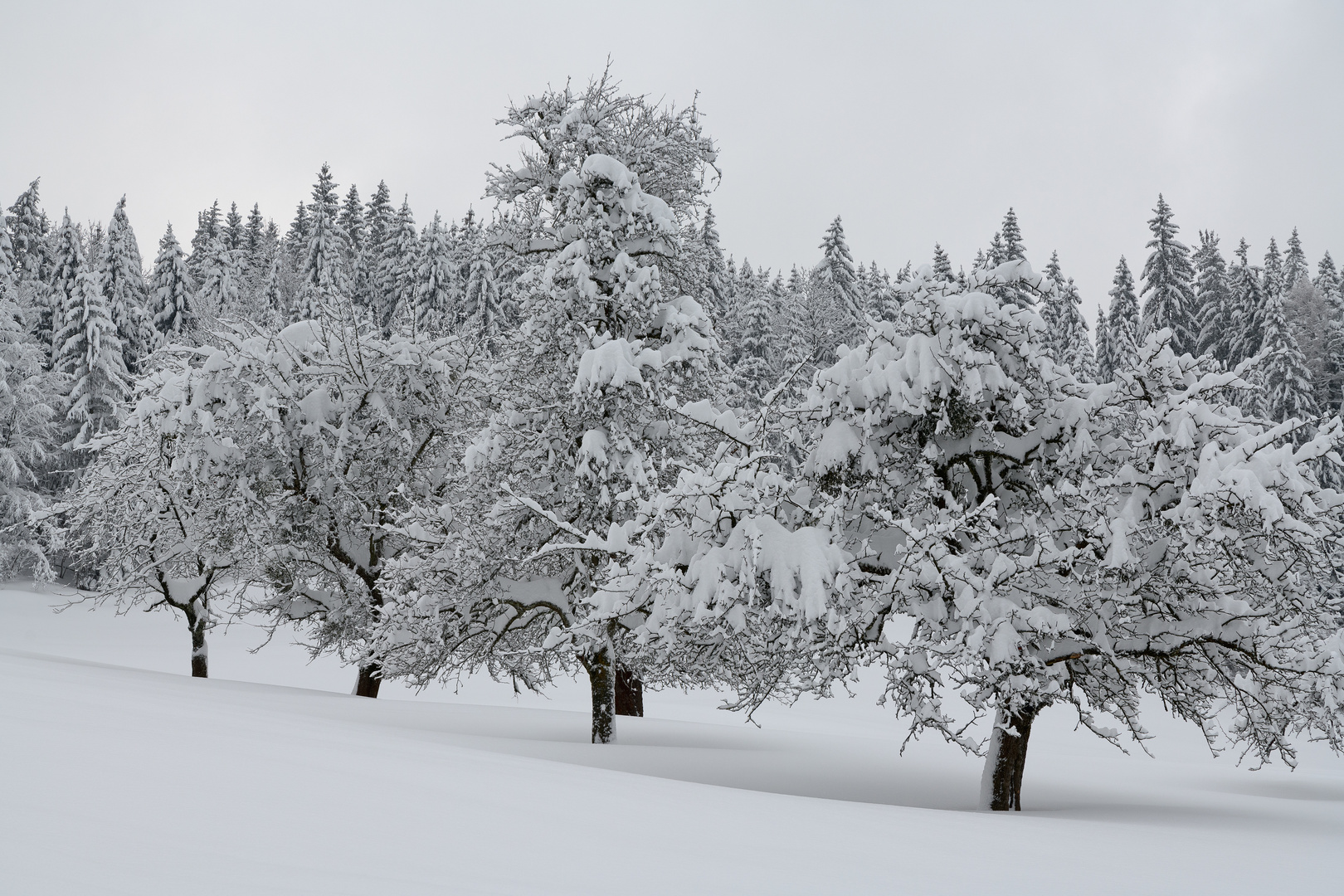 Wintertraum oder Schneechaos ...?