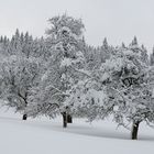 Wintertraum oder Schneechaos ...?