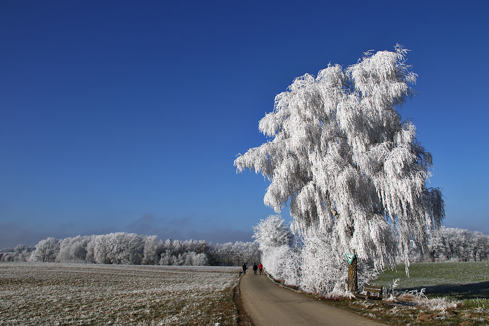 Wintertraum - Raureifbaum