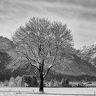 Wintertraum - Winterbaum