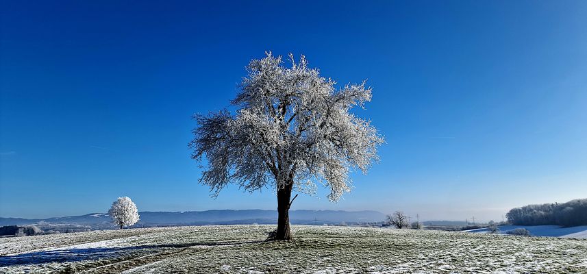 Wintertraumbaum