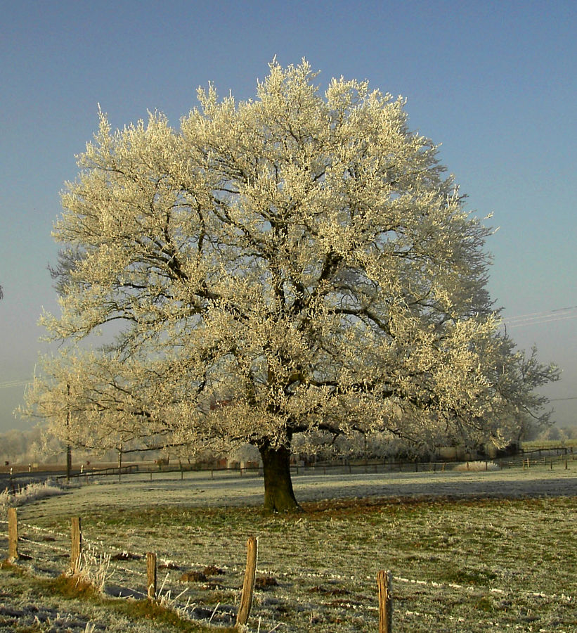 Wintertraumbaum von Ingrid J. 