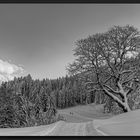 Wintertraumlandschaft