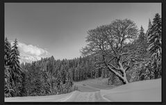 Wintertraumlandschaft