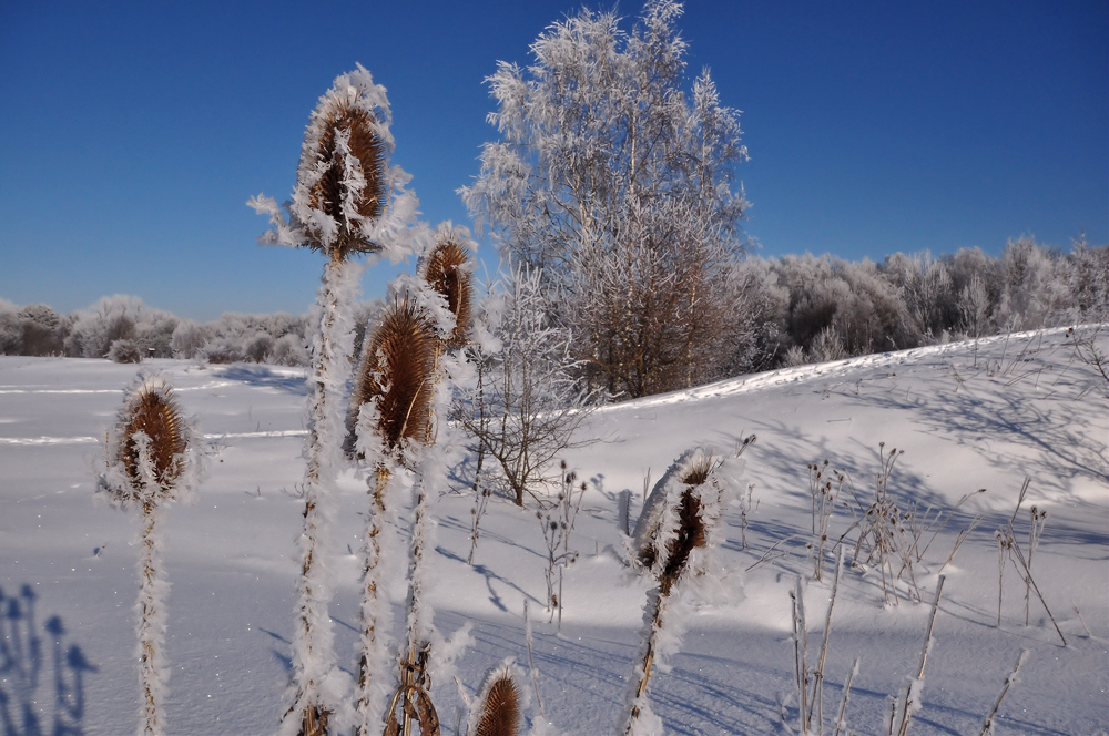 Winter(traum)landschaften..............