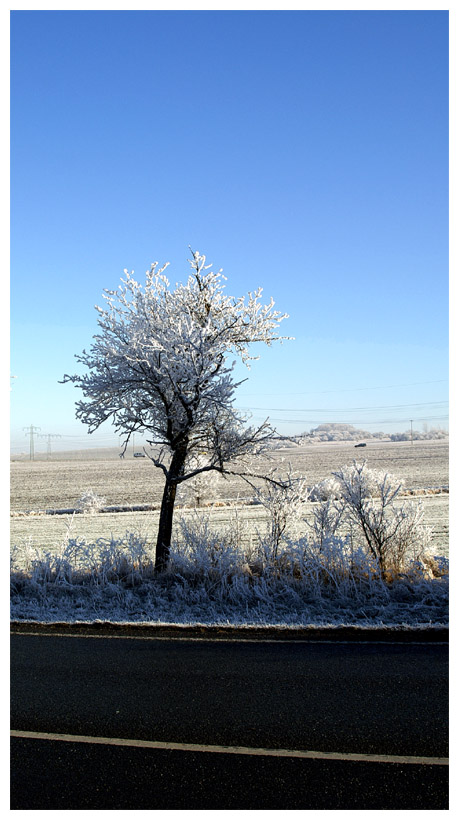 Winter_Tree