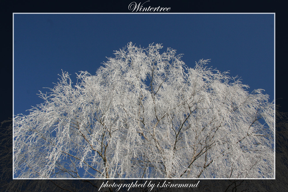 Wintertree