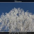 Wintertree