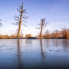 Winter:Trees