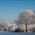 ...winter...trees...