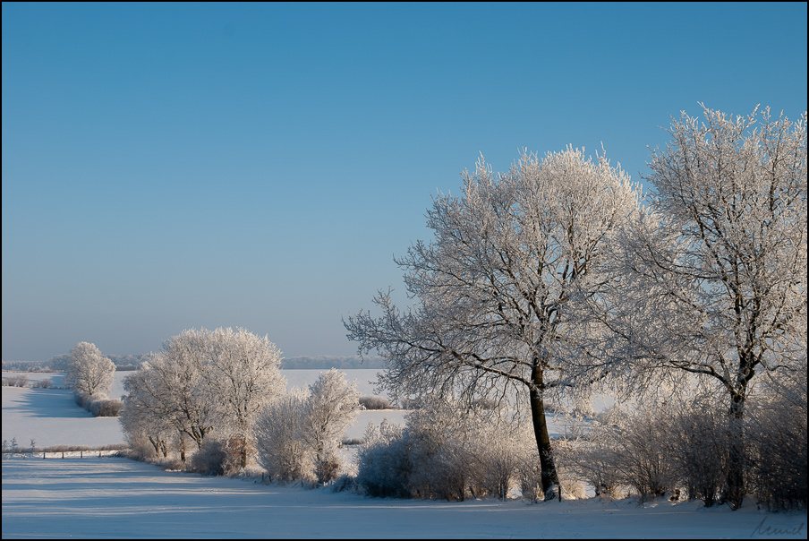 ...winter...trees...