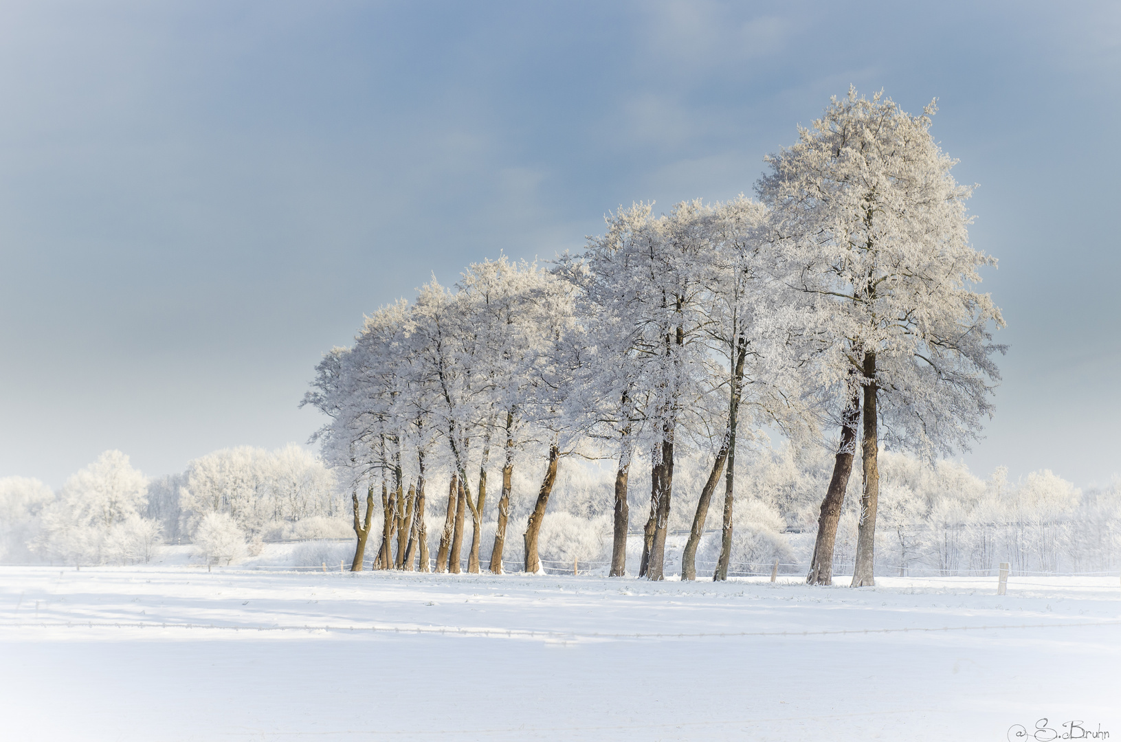 °Wintertrees