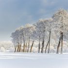 °Wintertrees