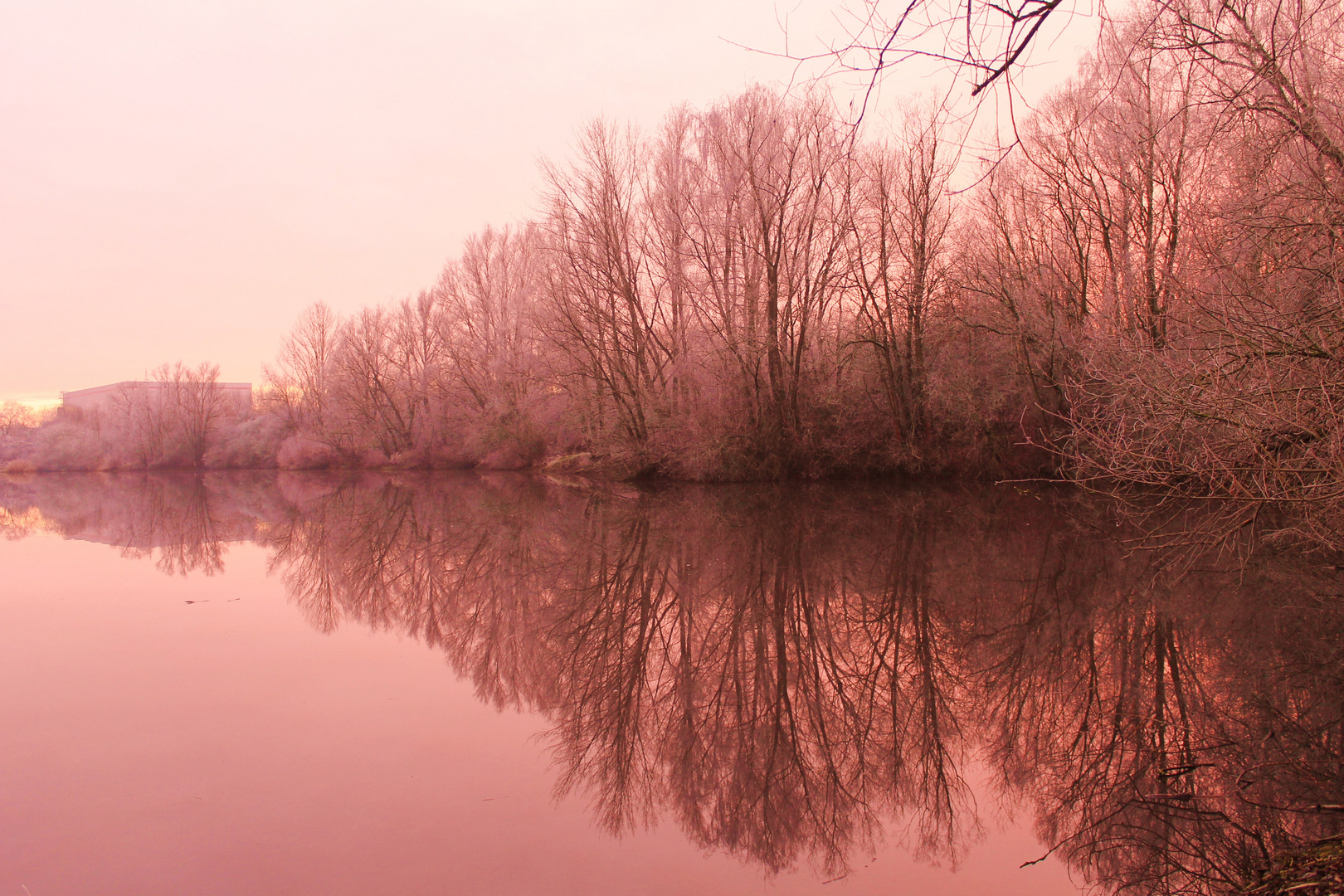 Wintertrees