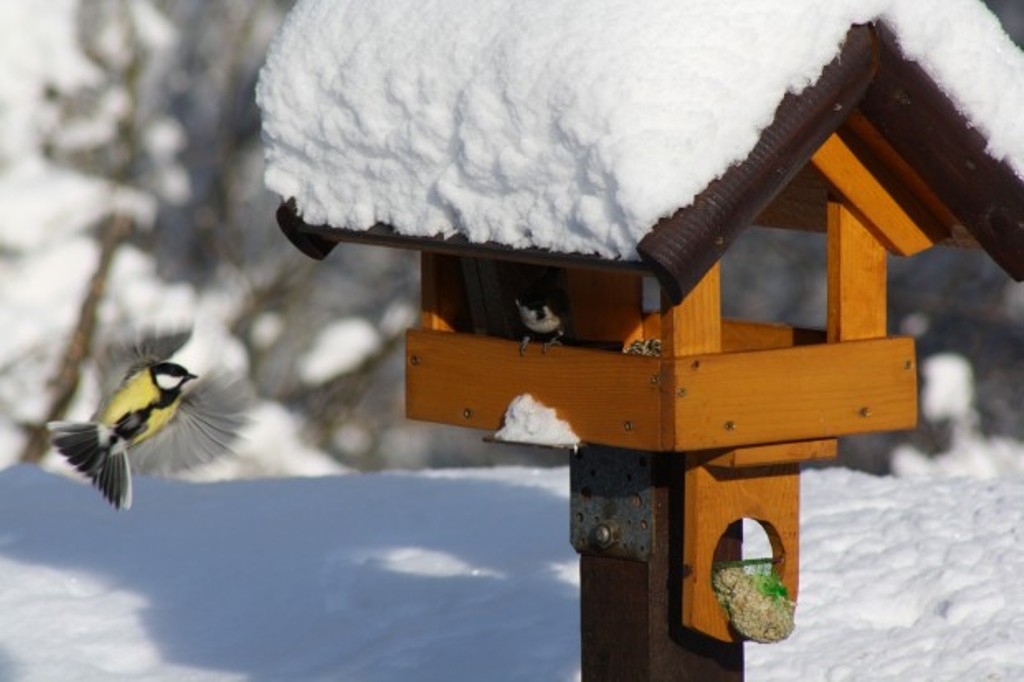 Wintertreiben