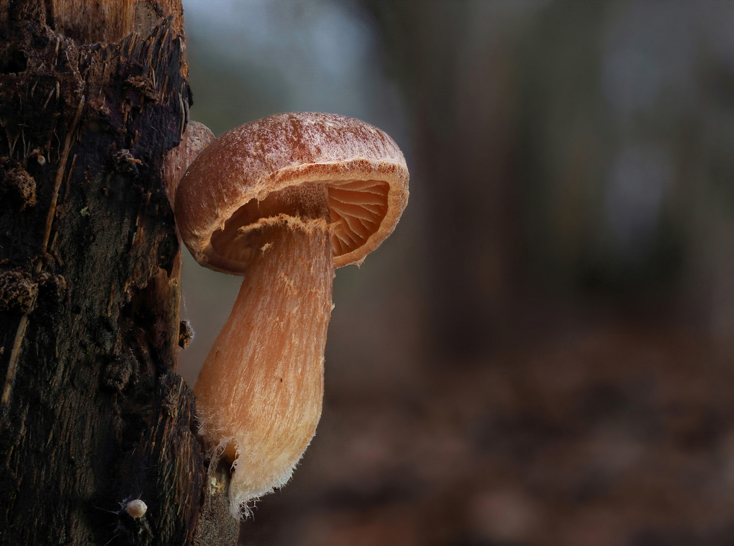 Wintertrompetenschnitzling (tubaria furfuracea)