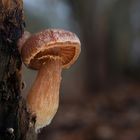 Wintertrompetenschnitzling (tubaria furfuracea)