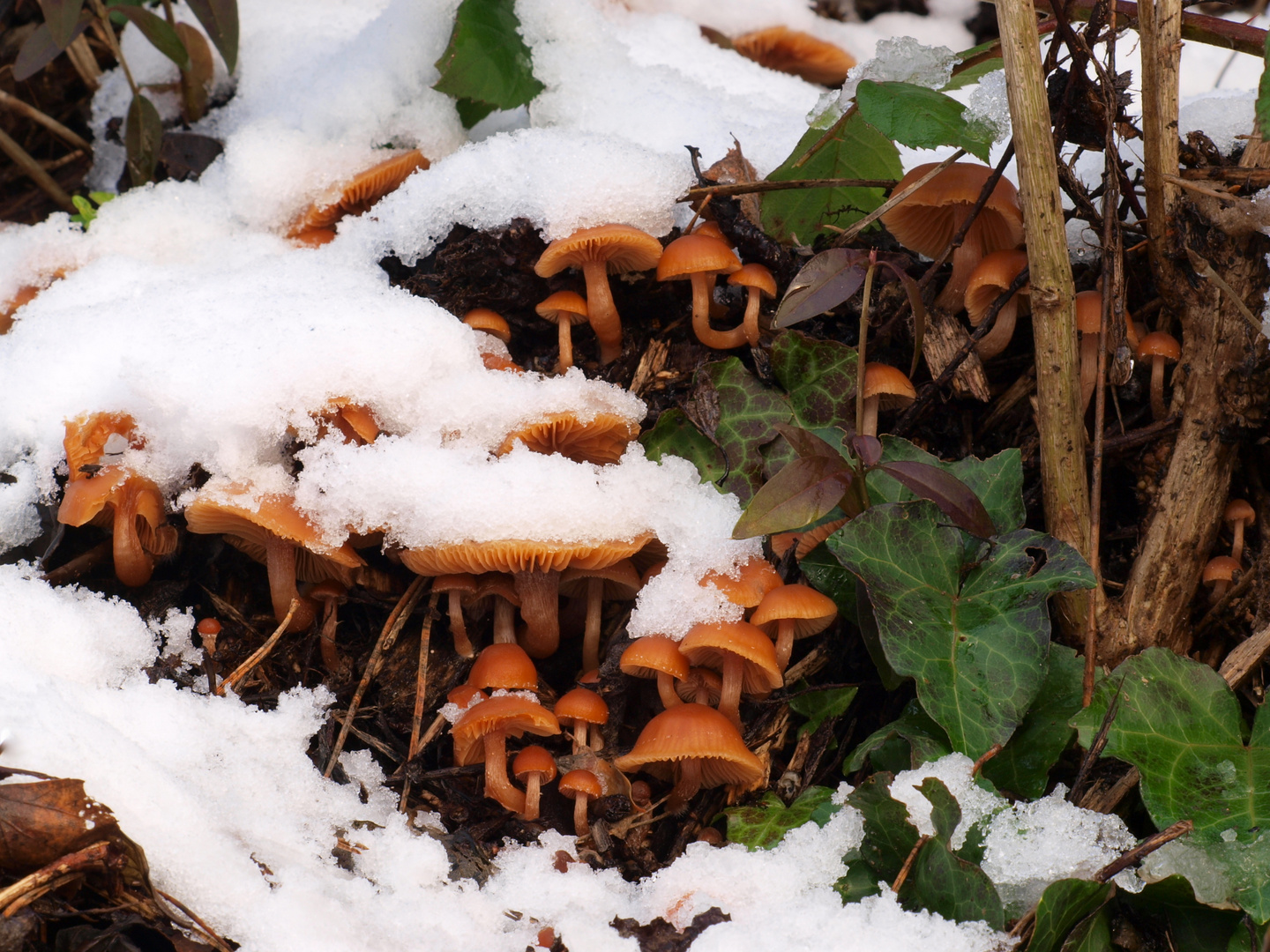 Wintertrompetenschnitzlinge im Schnee