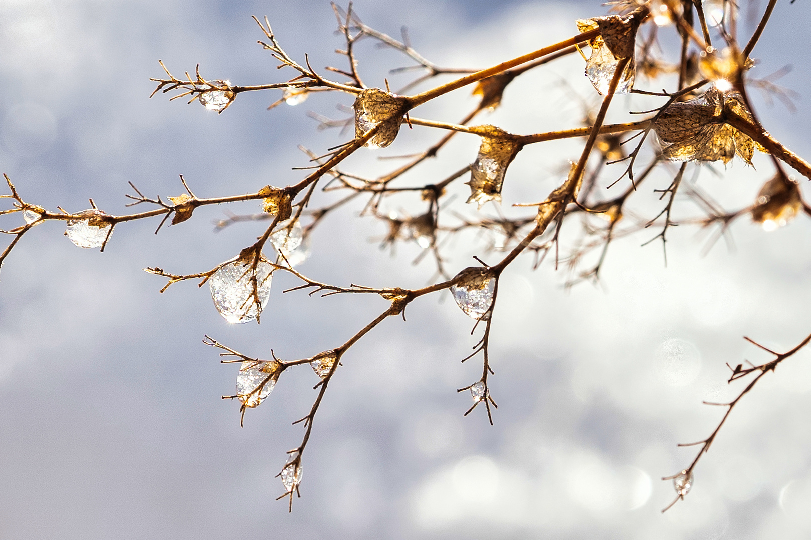 Wintertropfen