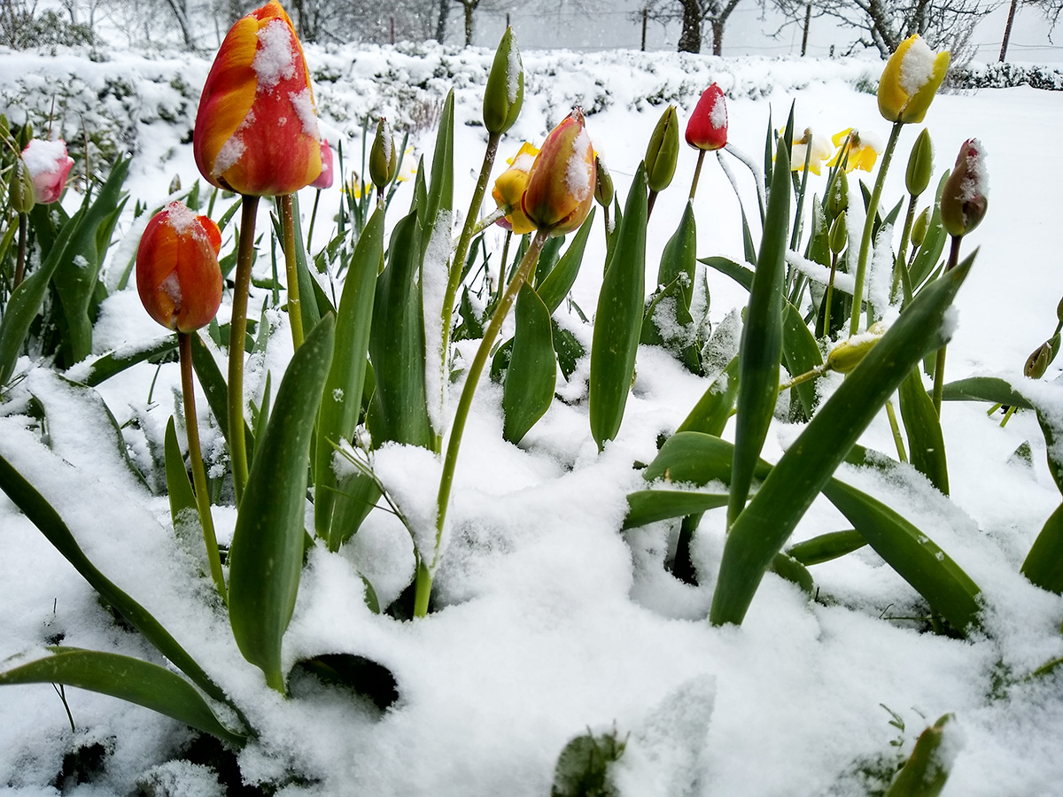 Wintertulpen