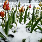 Wintertulpen