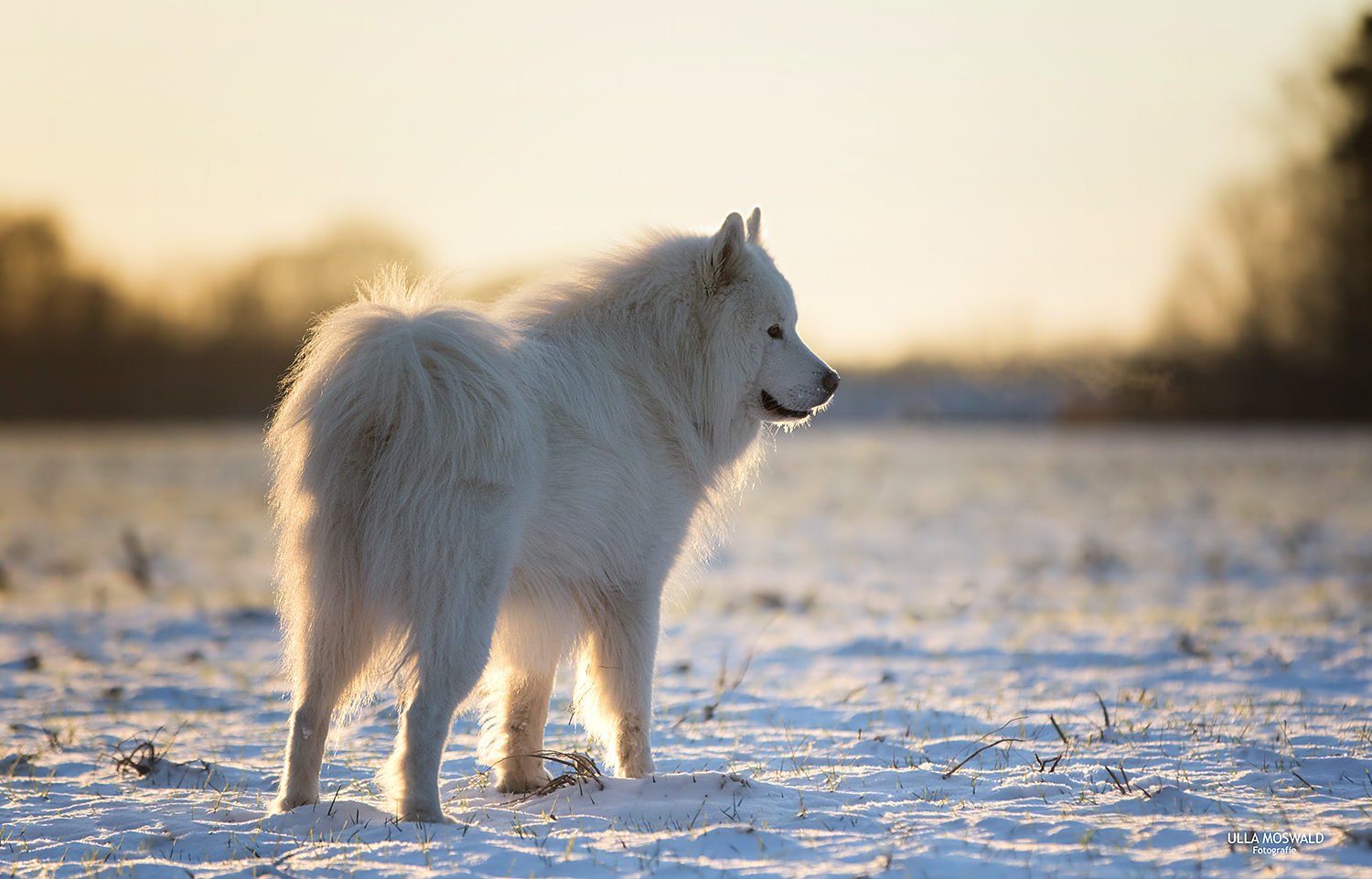 &hellip;Wintertyp&hellip; Foto &amp; Bild winter, schnee, hund Bilder auf