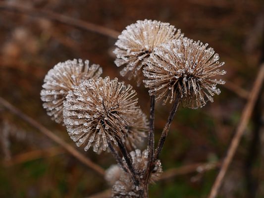 Winterüberraschung Mitte Januar 2025 - Stachelige Eiskugeln einer Klette