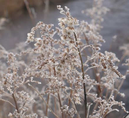 Winterüberraschung Mitte Januar 2025 - Vereiste Gräser