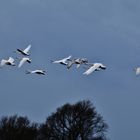 Winterurlaub Rügen 2016/ 1