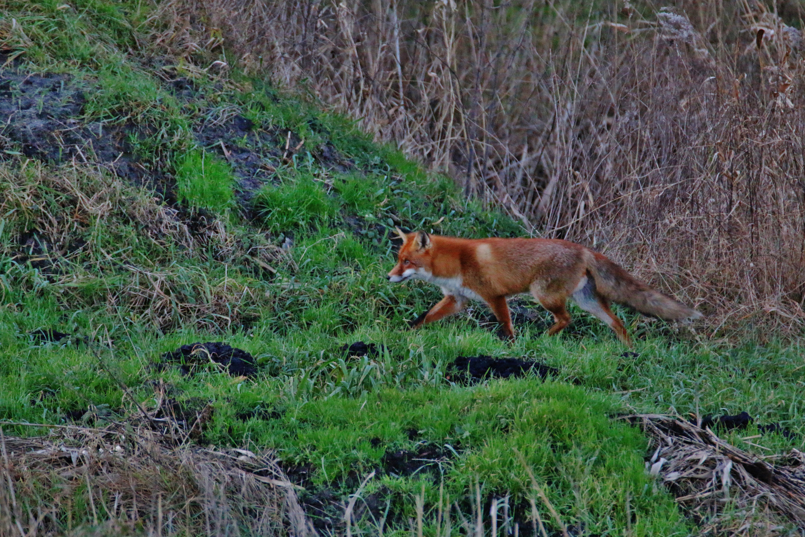 Winterurlaub Rügen 2016/ 5 ( Schnürender Fuchs )