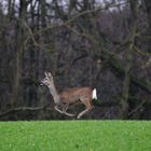 Winterurlaub Rügen 2017/ 11 ( mit Schwung/ Sprung )