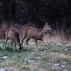 Winterurlaub Rügen 2017/ 12 ( Geschwister )