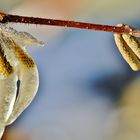 Winterurlaub Rügen 2017/ 15 ( Nahender Frühling ? )