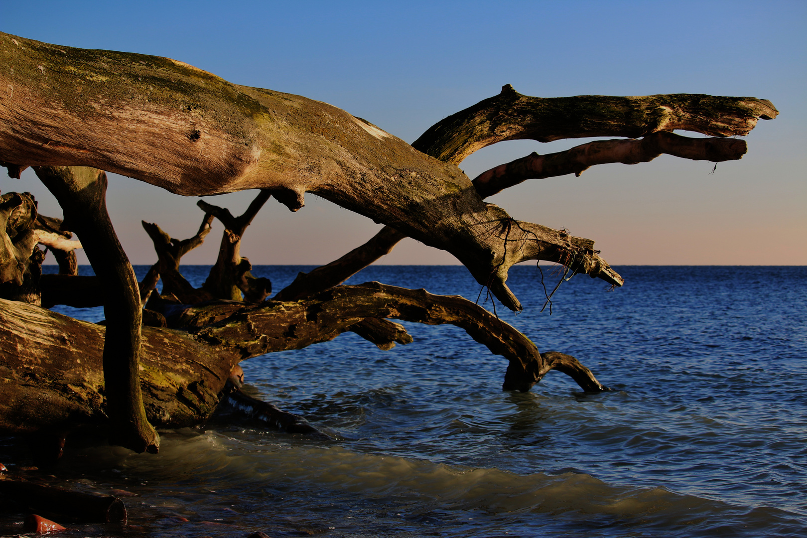 Winterurlaub Rügen 2017/ 2 ( Totholz im Meer )