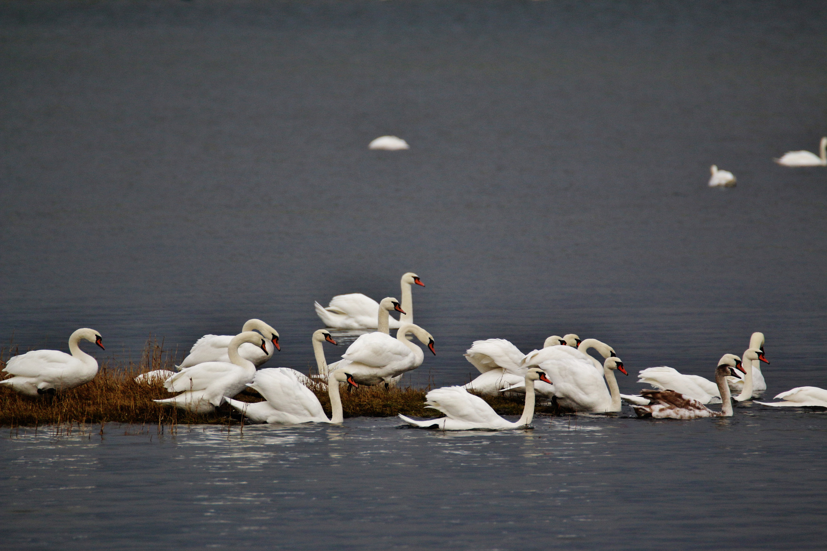 Winterurlaub Rügen 2017/ 8 ( Schwanensee- Ballett )